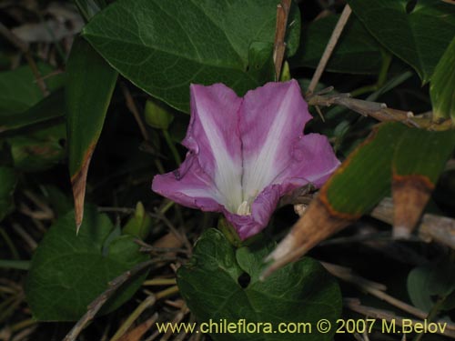 Calystegia soldanella
(L.)的照片