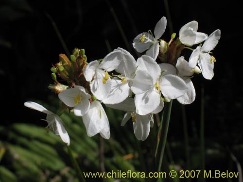 Libertia chilensis의 사진