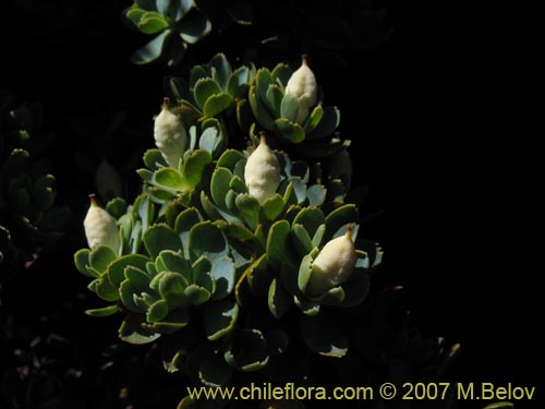 Фотография Tribeles australis (). Щелкните, чтобы увеличить вырез.