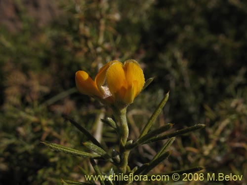 Fabaceae sp. #2275の写真