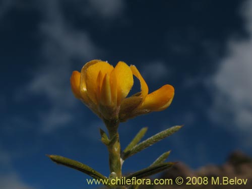 Фотография Fabaceae sp. #2275 (). Щелкните, чтобы увеличить вырез.