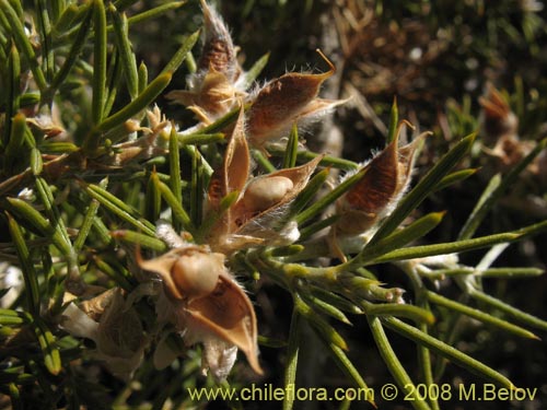 Fabaceae sp. #2275의 사진