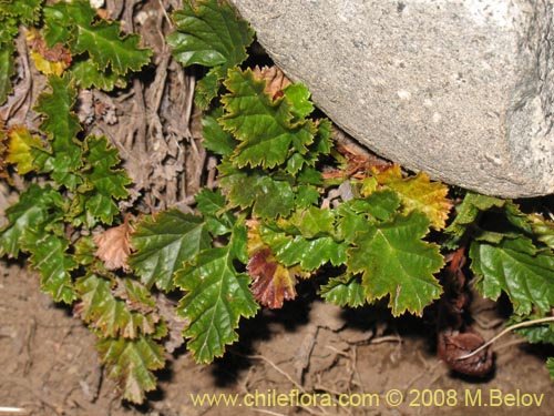 Bild von Rubus geoides (Miñe-miñe). Klicken Sie, um den Ausschnitt zu vergrössern.