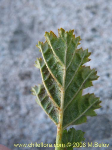 Rubus geoidesの写真