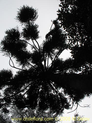Image of Araucaria angustifolia (). Click to enlarge parts of image.