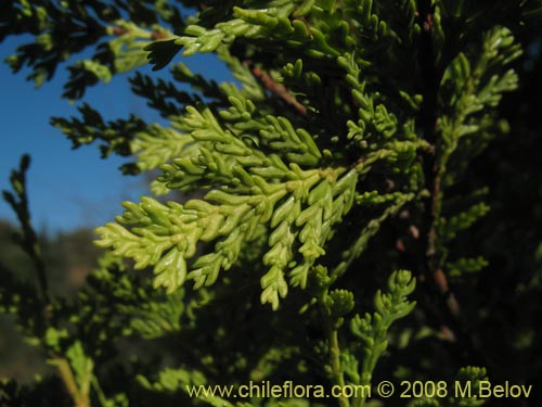 Imágen de Austrocedrus chilensis (Ciprés de la cordillera / Cedro). Haga un clic para aumentar parte de imágen.