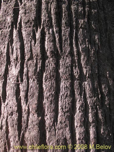 Bild von Washingtonia filifera (Palmera de abanico / Palma de Washington). Klicken Sie, um den Ausschnitt zu vergrössern.