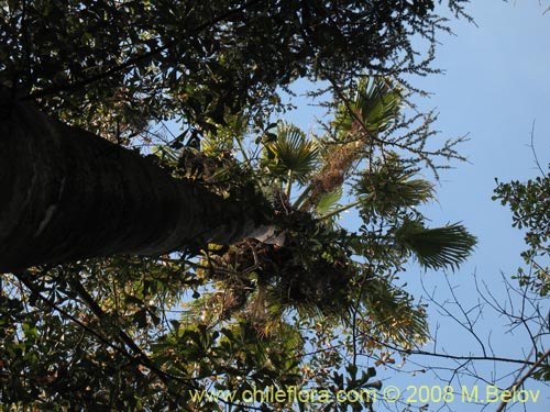 Фотография Washingtonia filifera (Palmera de abanico / Palma de Washington). Щелкните, чтобы увеличить вырез.