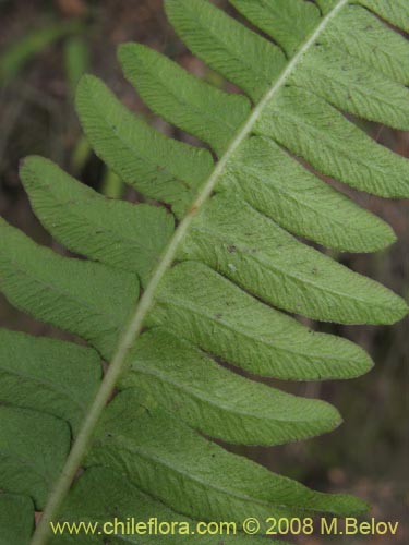 Imágen de Blechnum hastatum (). Haga un clic para aumentar parte de imágen.