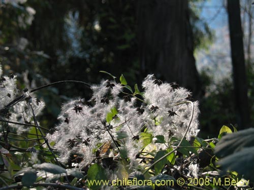 Image of Clematis sp. #1036 (). Click to enlarge parts of image.