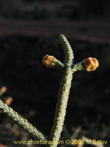 Cupressus sempervirensの写真