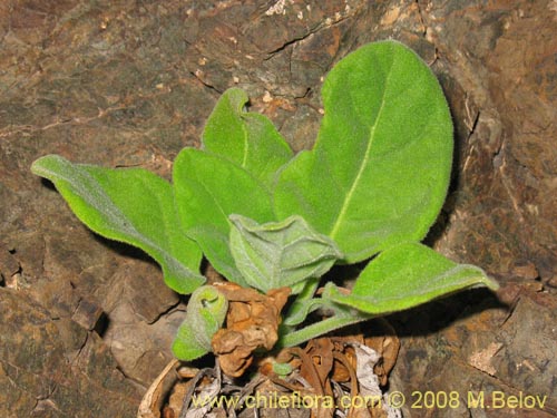 Nicotiana solanifolia的照片