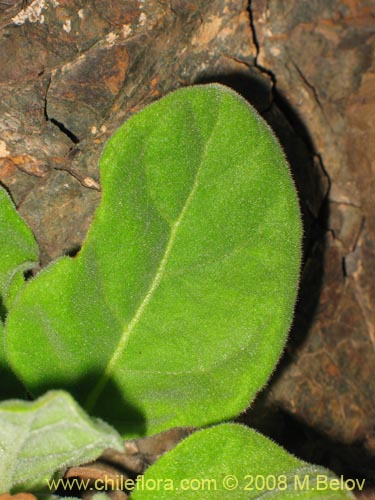 Imágen de Nicotiana solanifolia (Tabaco cimarrón). Haga un clic para aumentar parte de imágen.