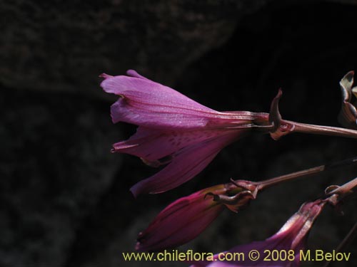 Alstroemeria violacea의 사진