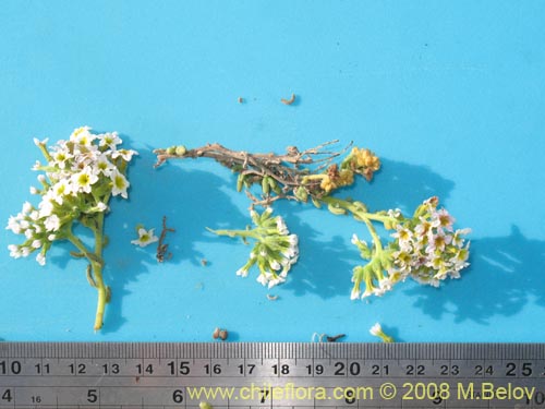 Фотография Heliotropium pycnophyllum (). Щелкните, чтобы увеличить вырез.