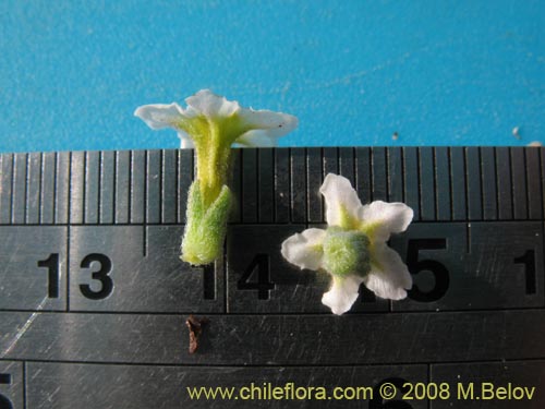 Im�gen de Heliotropium pycnophyllum (). Haga un clic para aumentar parte de im�gen.