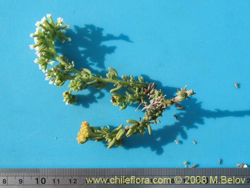 Heliotropium pycnophyllum의 사진