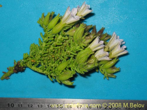 Image of Nolana salsoloides (). Click to enlarge parts of image.