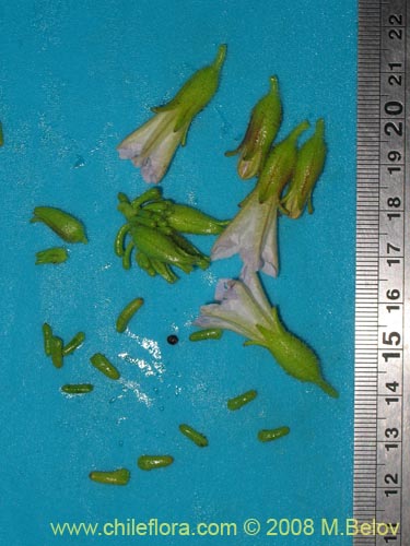 Image of Nolana salsoloides (). Click to enlarge parts of image.