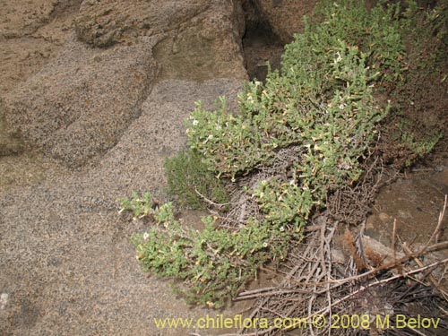 Imágen de Nolana sedifolia (Sosa / Hierba de la lombriz / Sosa brava). Haga un clic para aumentar parte de imágen.