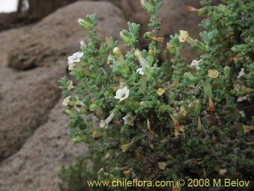 Nolana sedifolia의 사진