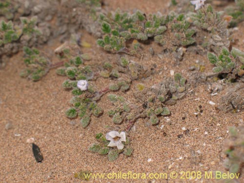 Tiquilia litoralis的照片