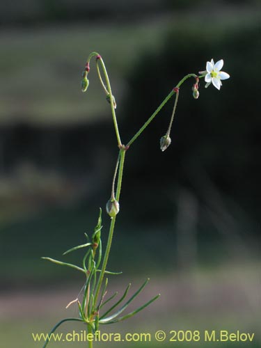 Image of Spergularia sp. #2004 (). Click to enlarge parts of image.