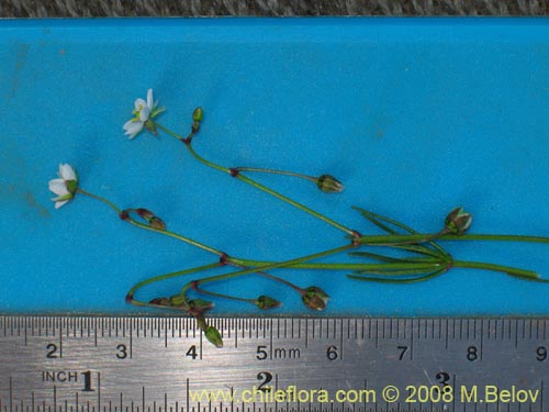 Spergularia sp. #2004の写真