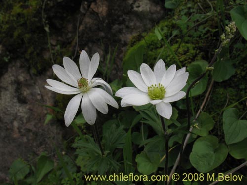 Imágen de Anemone decapetala var. foliolosa (Centella). Haga un clic para aumentar parte de imágen.