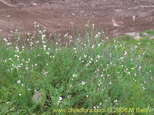 Image of Sisyrinchium junceum ssp. Depauperatum (). Click to enlarge parts of image.