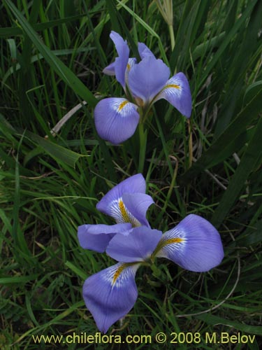 Iris tenax의 사진