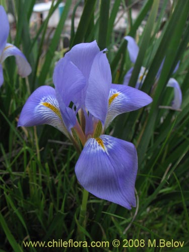 Iris tenaxの写真