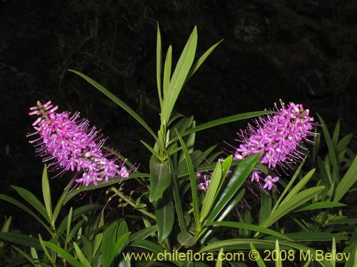 Imágen de Hebe salicifolia (verónica común). Haga un clic para aumentar parte de imágen.