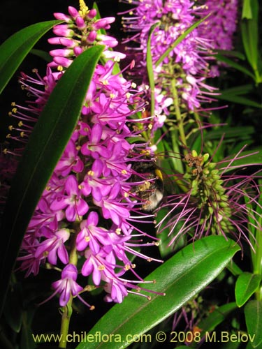 Фотография Hebe salicifolia (verónica común). Щелкните, чтобы увеличить вырез.