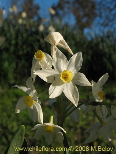 Imágen de Narcissus tazetta subsp. italicus (Junco / narciso). Haga un clic para aumentar parte de imágen.