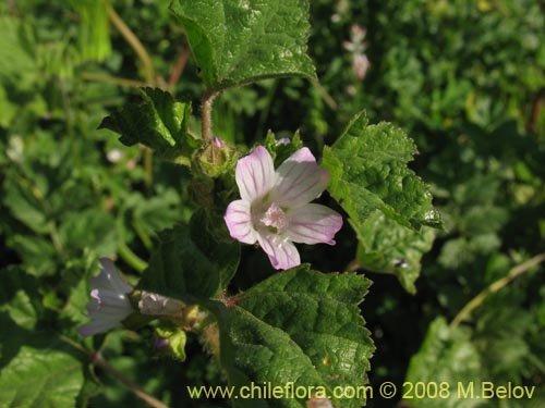 Image of Geranium sp. #1219 (). Click to enlarge parts of image.