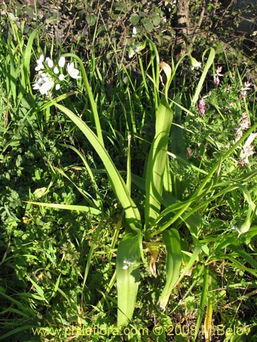 Image of Allium neapolitanum (Lagrimas de la virgen). Click to enlarge parts of image.