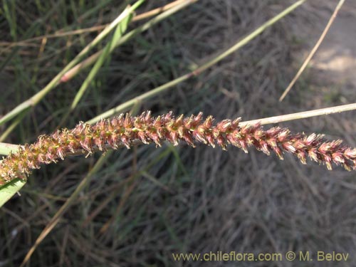 Фотография Poaceae sp. #1957 (). Щелкните, чтобы увеличить вырез.