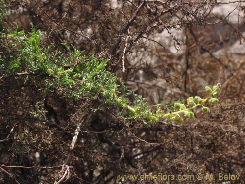 Фотография Ambrosia artemisioides (). Щелкните, чтобы увеличить вырез.