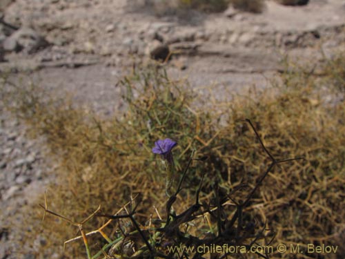 Imágen de Reyesia juniperoides (). Haga un clic para aumentar parte de imágen.