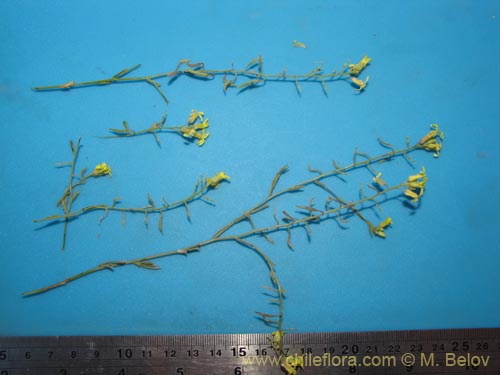 Фотография Brassicaceae sp. #2015 (). Щелкните, чтобы увеличить вырез.