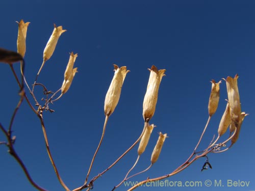Фотография Tagetes multiflora (). Щелкните, чтобы увеличить вырез.