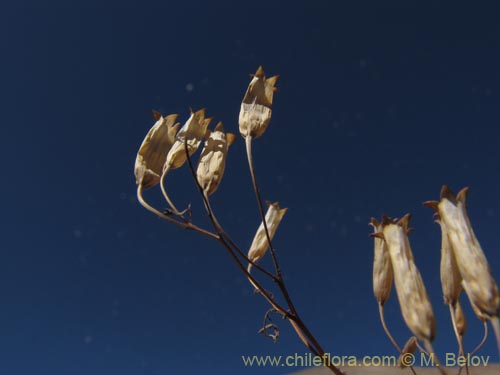 Фотография Tagetes multiflora (). Щелкните, чтобы увеличить вырез.