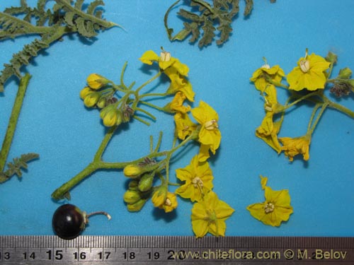 Solanum lycopersicoides의 사진