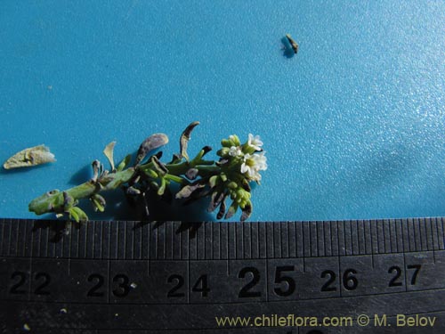 Фотография Heliotropium curassavicum (). Щелкните, чтобы увеличить вырез.