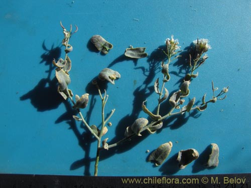 Imágen de Brassicaceae sp. #1972 (). Haga un clic para aumentar parte de imágen.