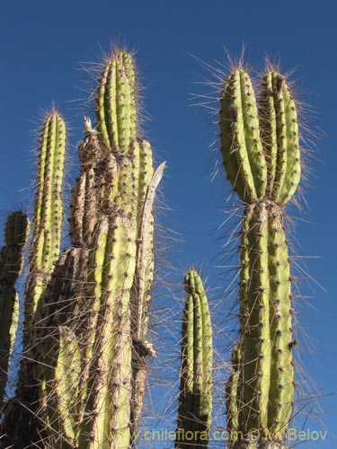 Bild von Corryocactus brevistylus (Guacalla). Klicken Sie, um den Ausschnitt zu vergrössern.