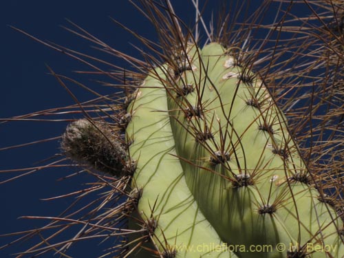 Imágen de Corryocactus brevistylus (Guacalla). Haga un clic para aumentar parte de imágen.