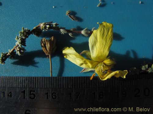 Imágen de Balbisia microphylla (). Haga un clic para aumentar parte de imágen.