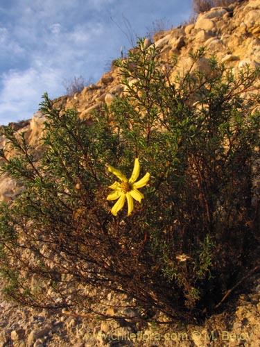 Фотография Asteraceae sp. #2019 (). Щелкните, чтобы увеличить вырез.
